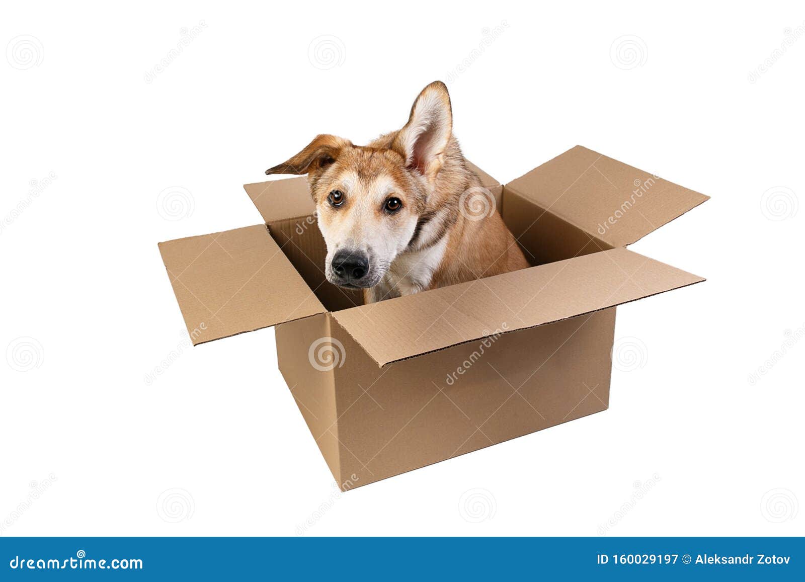 Cute Dog in a Very Big Moving Box. Isolated on White Stock Image ...