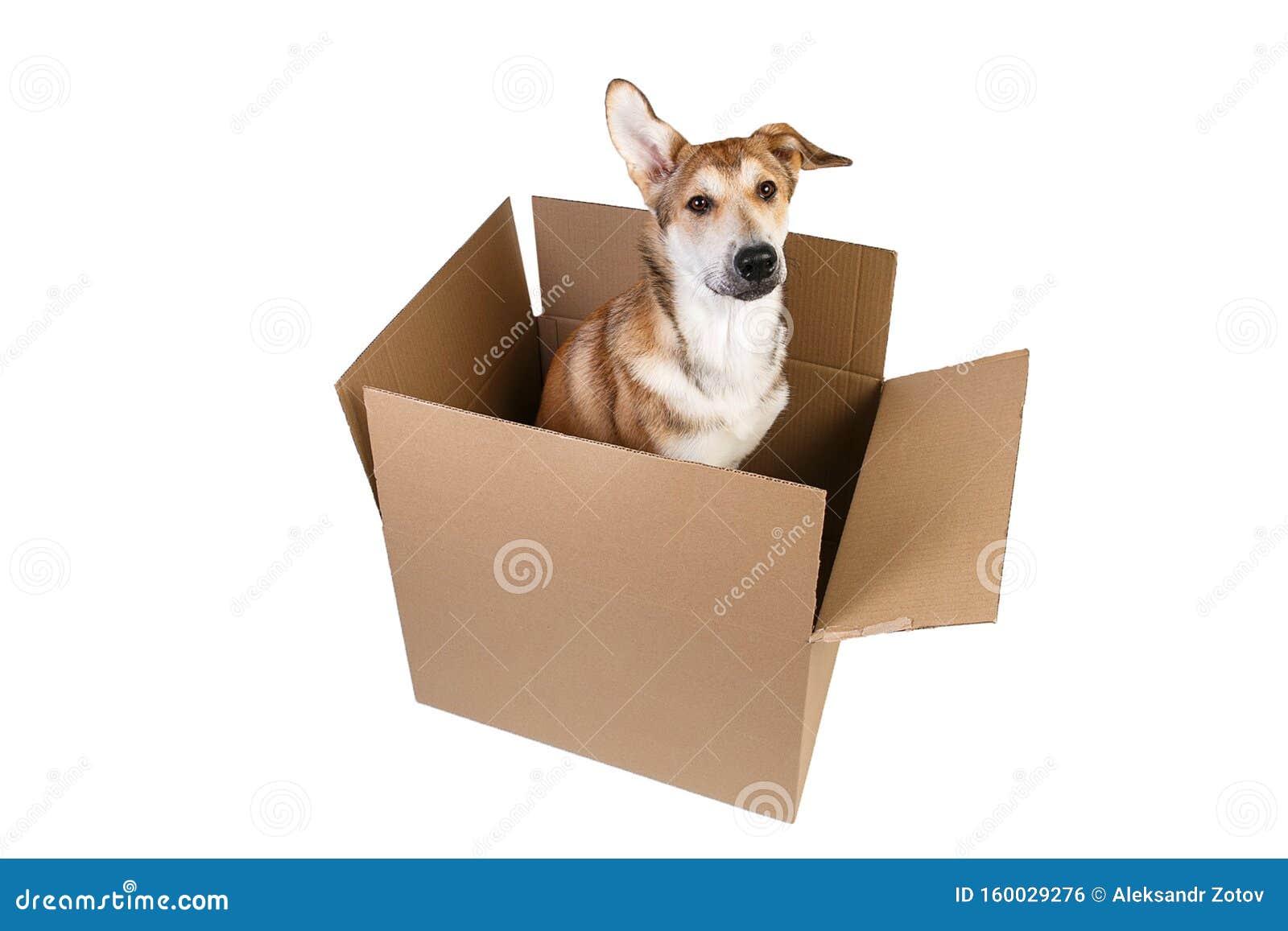 Cute Dog in a Very Big Moving Box. Isolated on White Stock Photo ...