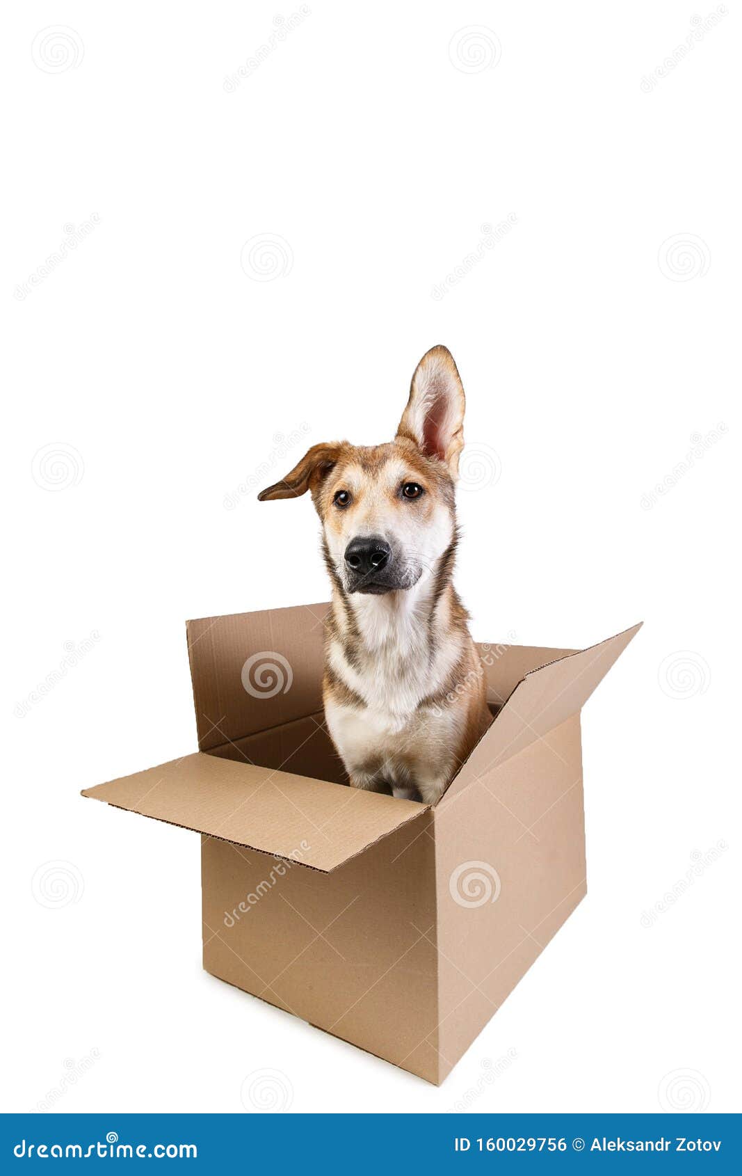 Cute Dog in a Very Big Moving Box. Isolated on White Stock Photo ...