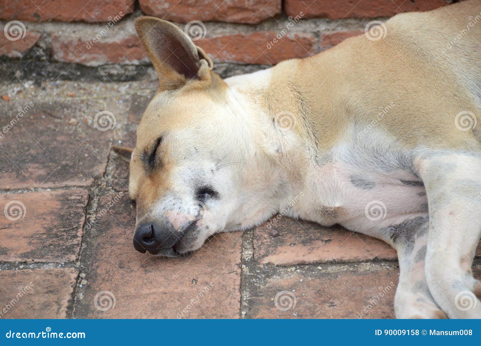 Cute dog sleep stock photo. Image of sleep, animal, canine 90009158
