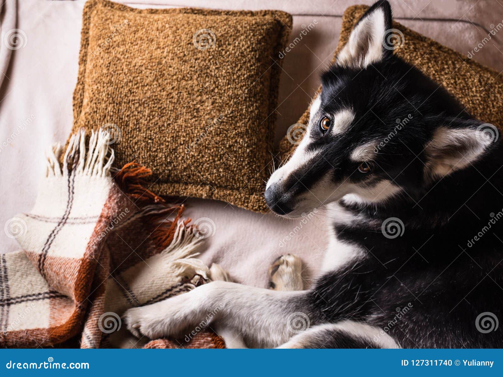 Cute Dog Sleeping on a Bed Under a Plaid Stock Photo Image of cozy