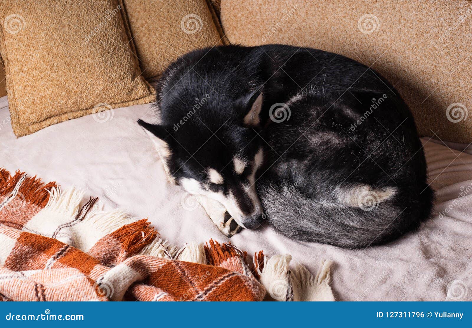 Cute Dog Sleeping on a Bed Under a Plaid Stock Photo Image of fall