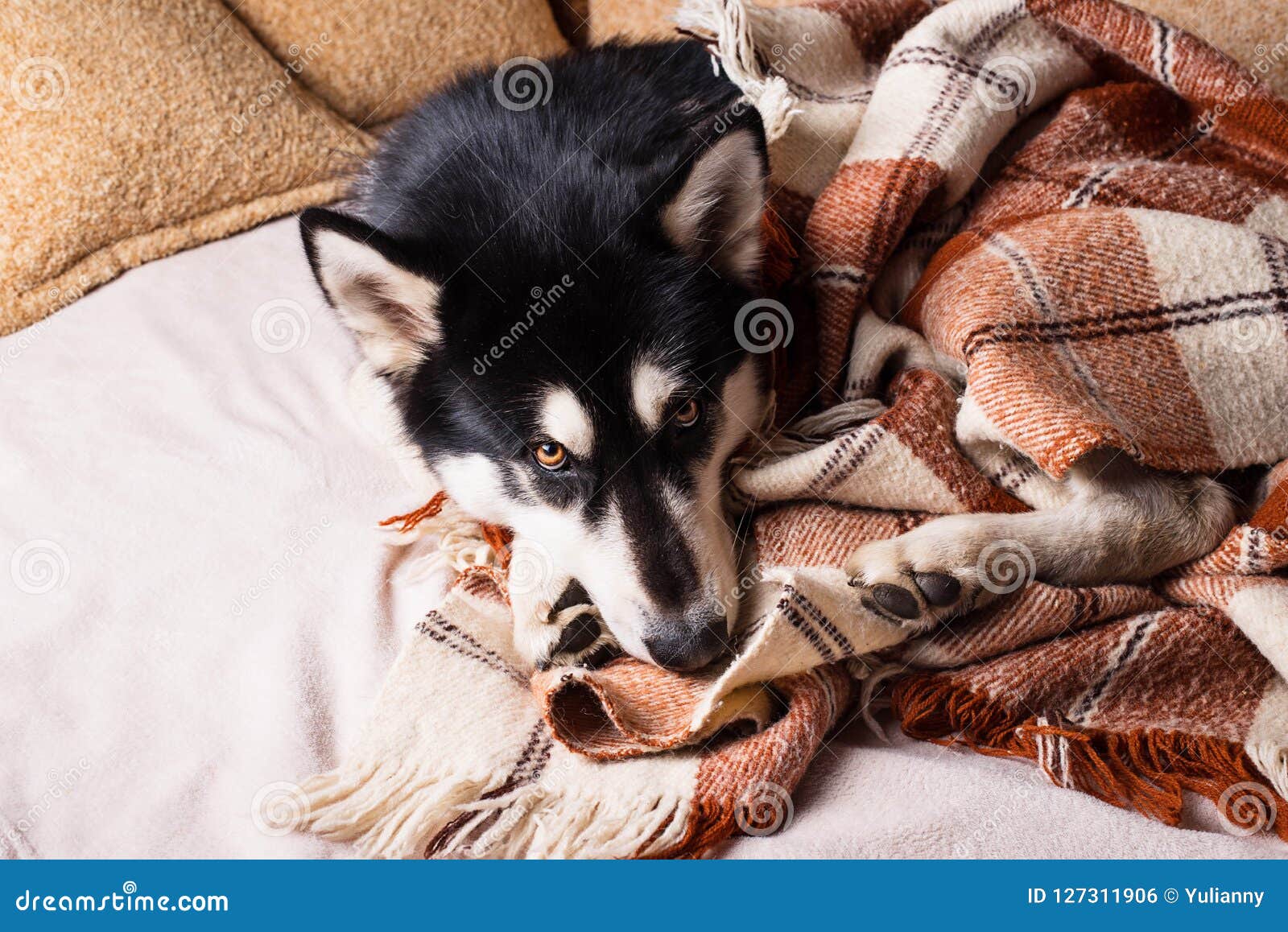 Cute Dog Sleeping on a Bed Under a Plaid Stock Photo Image of