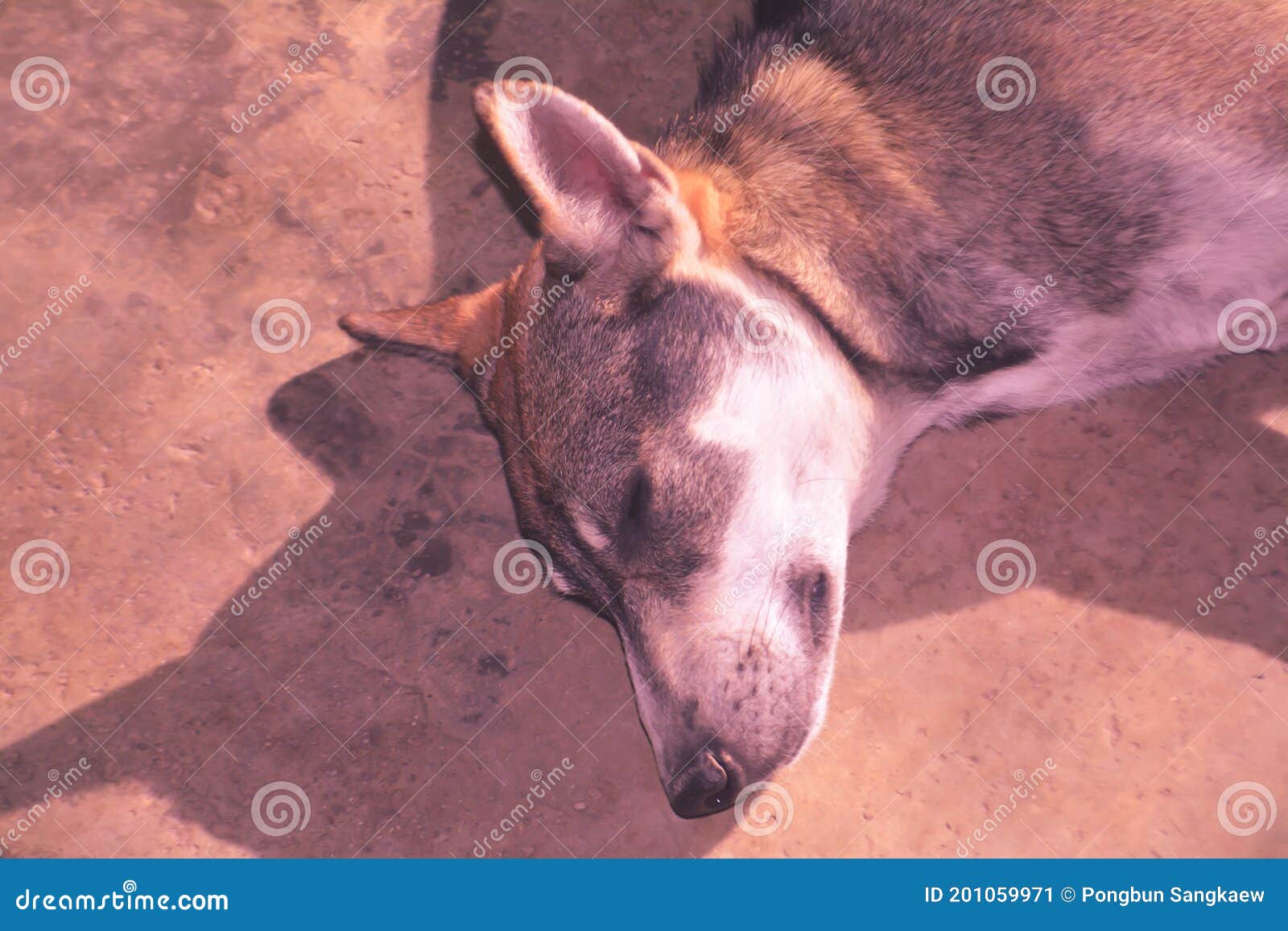 Cute Dog Sleeping on the Floor Stock Image Image of resting, white