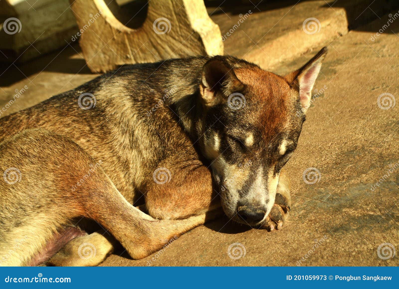 Cute Dog Sleeping on the Floor Stock Image Image of canine, relax