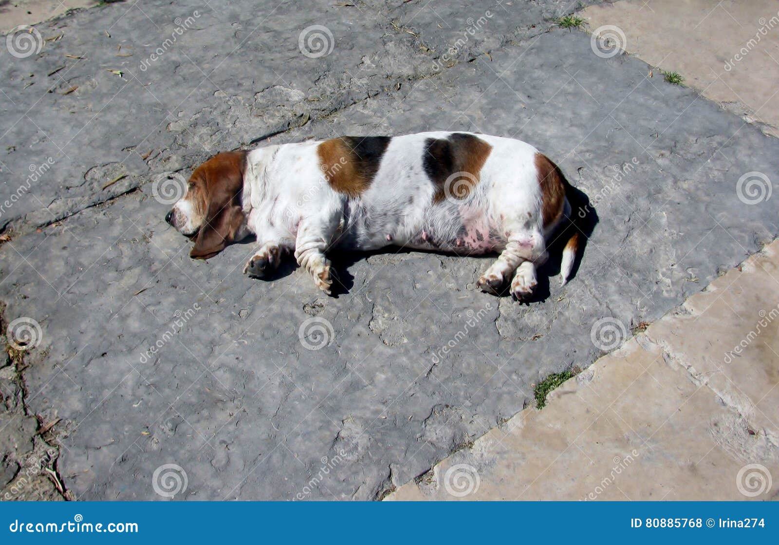 Cute dog sleeping on floor stock photo. Image of happiness 80885768