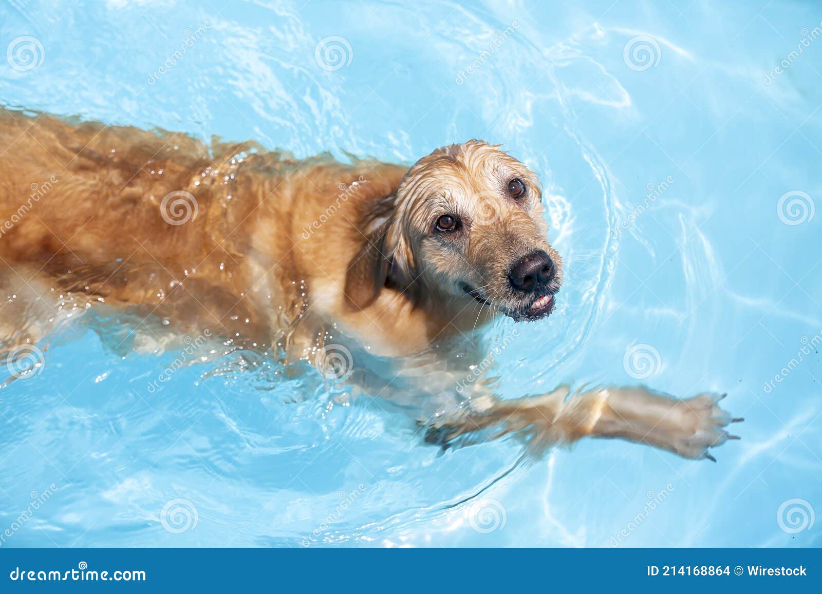Cute Dog Swimming in the Blue Water Stock Photo Image of puppy