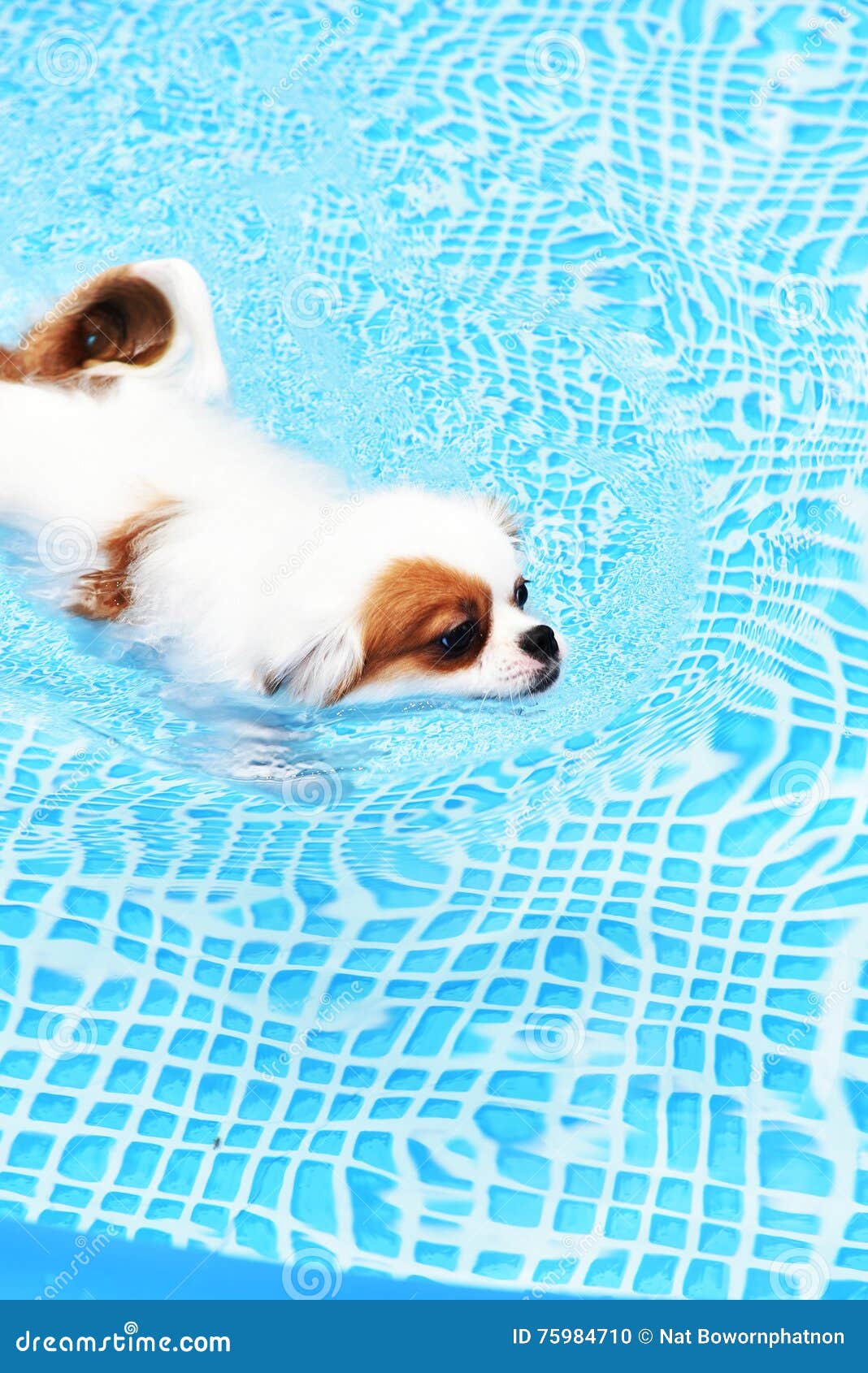 Cute Dog swimming stock photo. Image of water, fresh 75984710