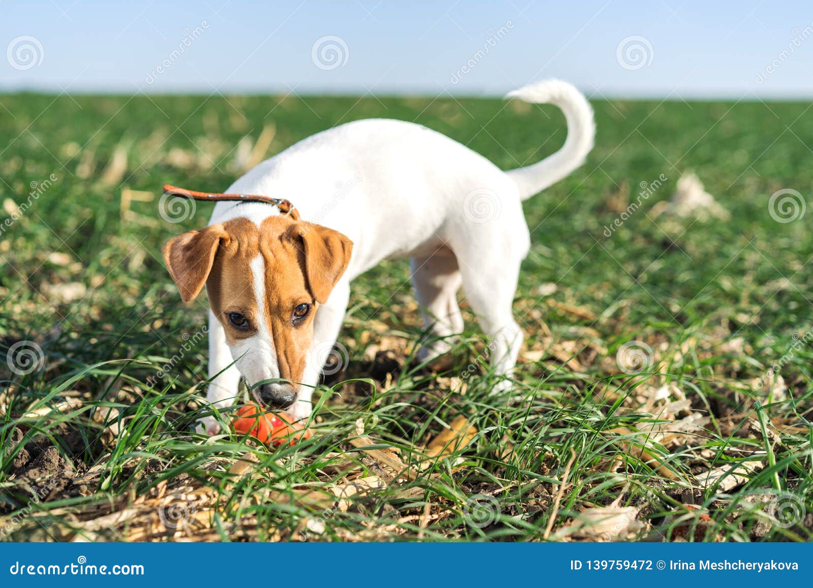 cute dog terrier jack russell play happy over the meadow with a ball