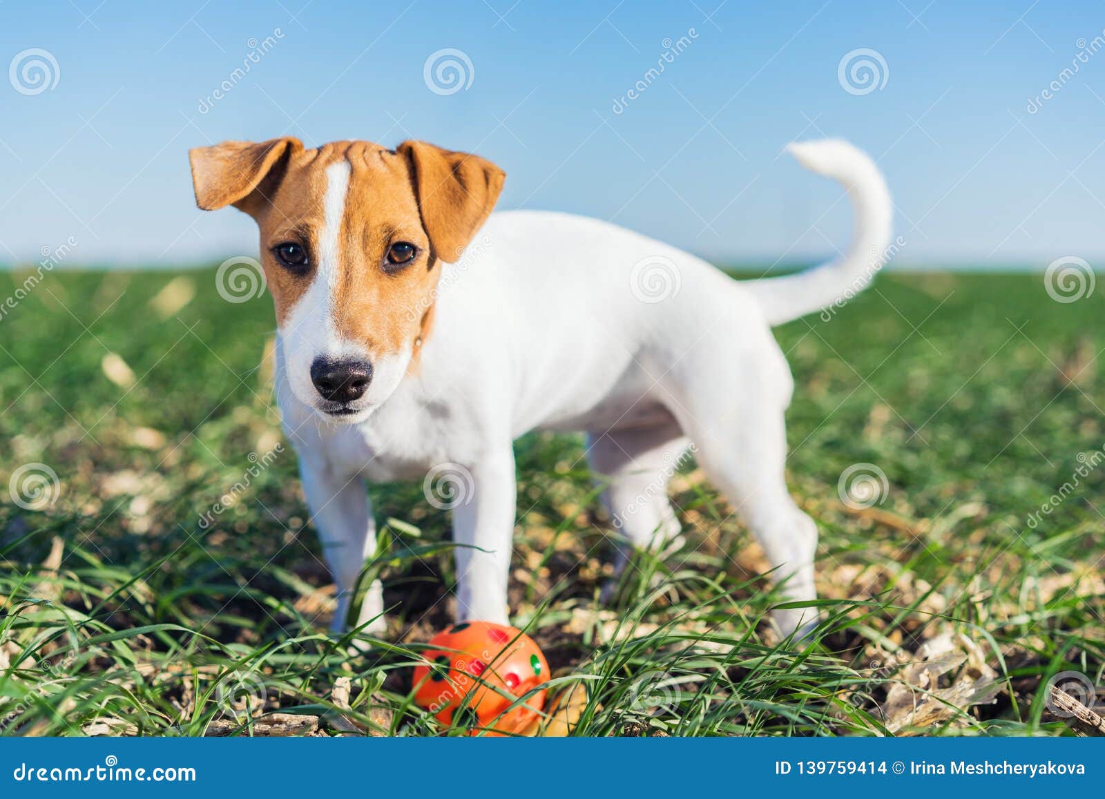 cute dog terrier jack russell playful with a colorful ball on a walk in the summer in the meadow