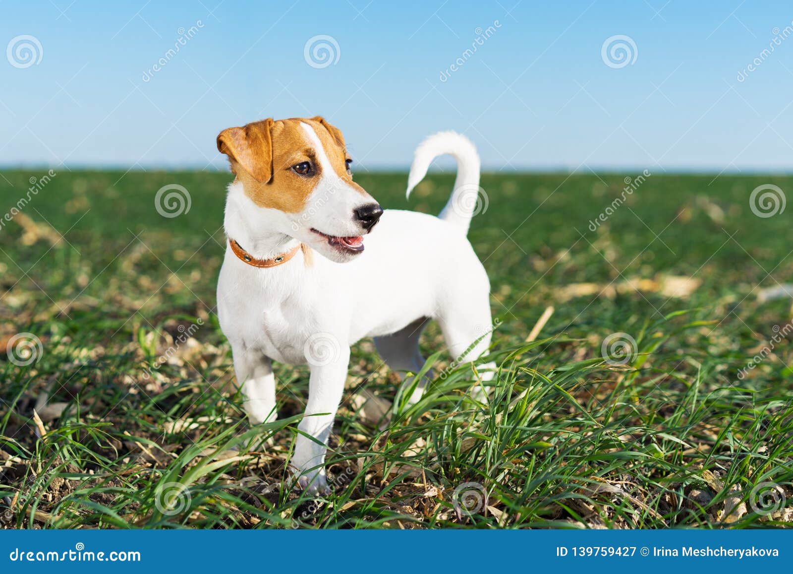 cute dog terrier jack russell playful on a walk in the summer in the meadow