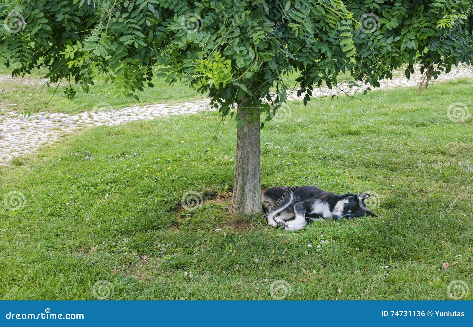 Cute Dog Tired Sleeping stock photo. Image of comfy, cute 74731136