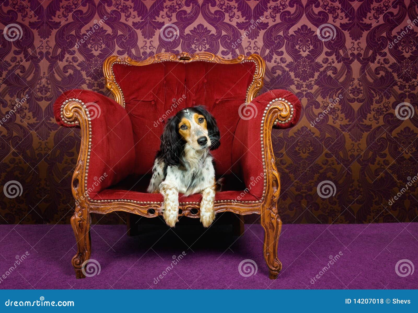 Cute Dog in Velvet Armchair Stock Photo Image of bright, cheery 14207018