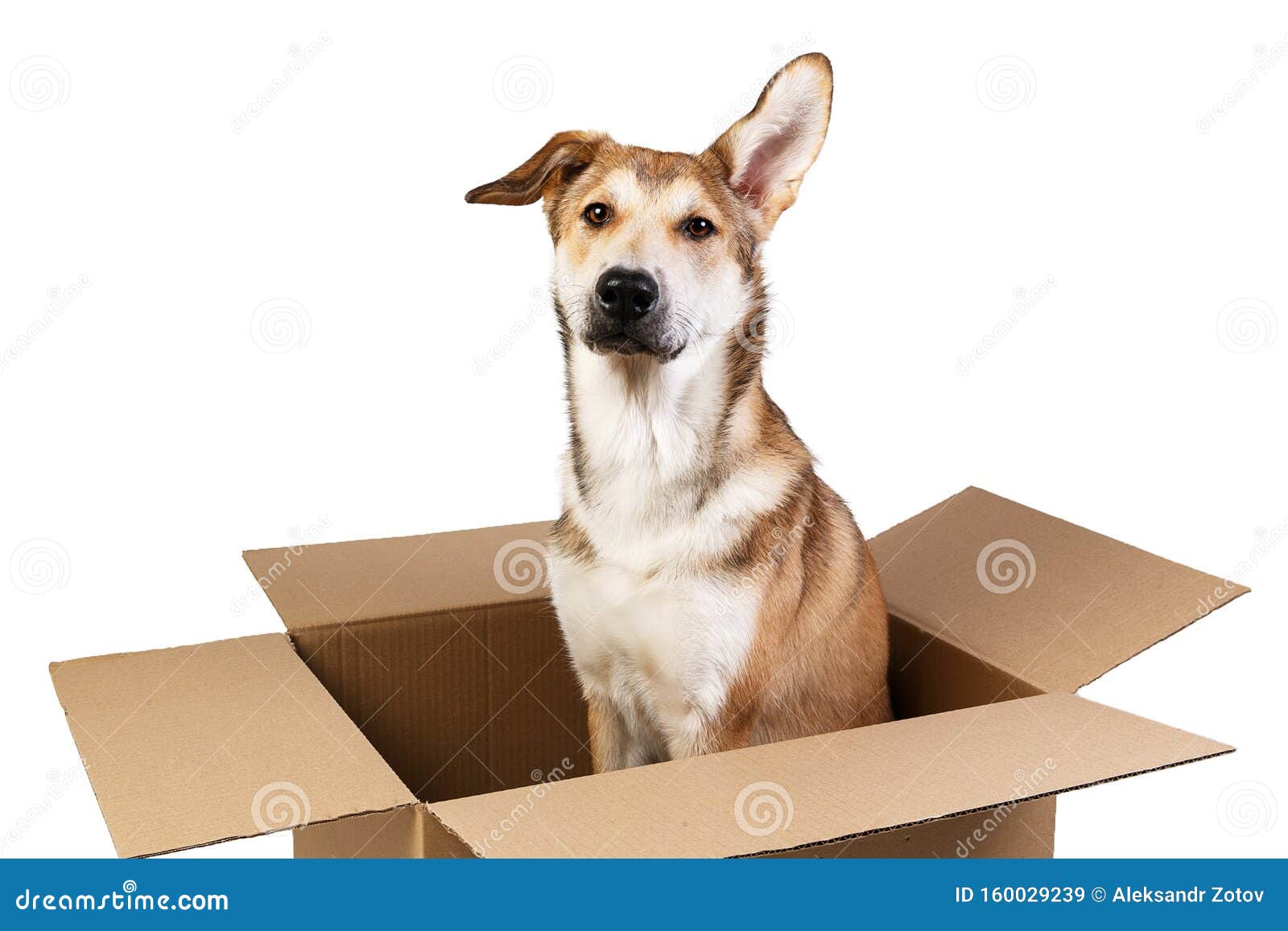 Cute Dog in a Very Big Moving Box. Isolated on White Stock Image ...