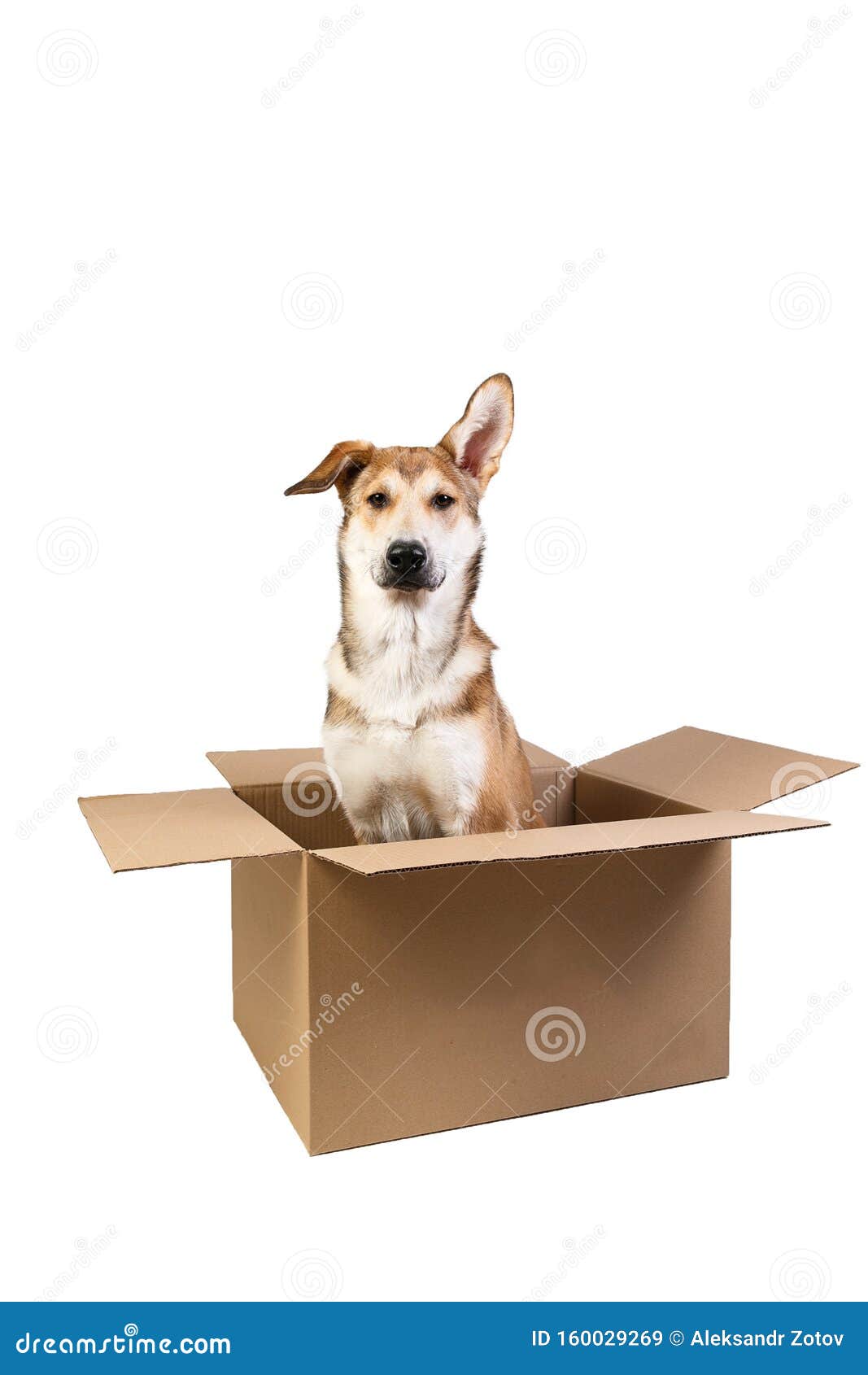 Cute Dog in a Very Big Moving Box. Isolated on White Stock Image ...