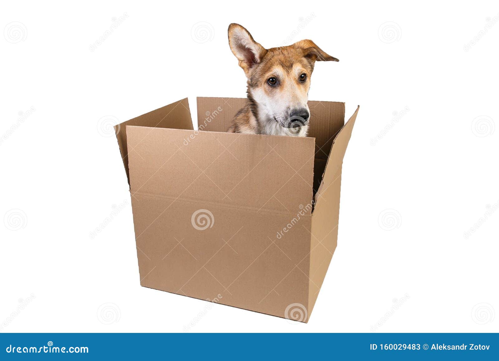 Cute Dog in a Very Big Moving Box. Isolated on White Stock Image ...