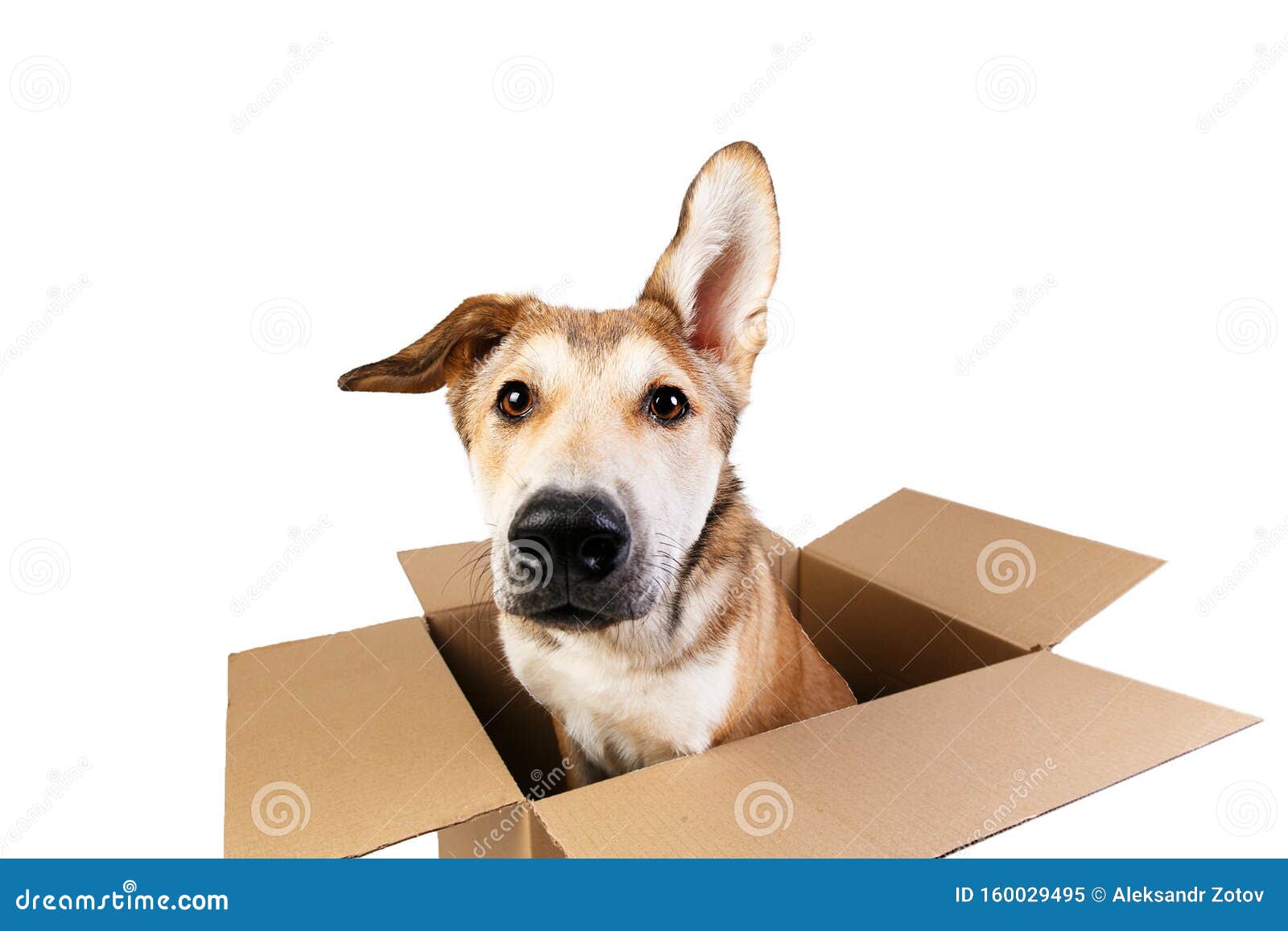 Cute Dog in a Very Big Moving Box. Isolated on White Stock Image ...