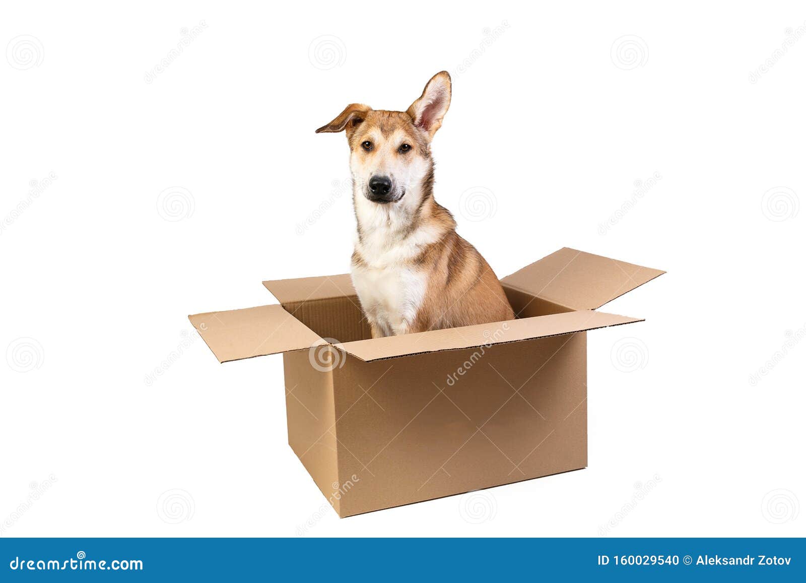 Cute Dog in a Very Big Moving Box. Isolated on White Stock Photo ...