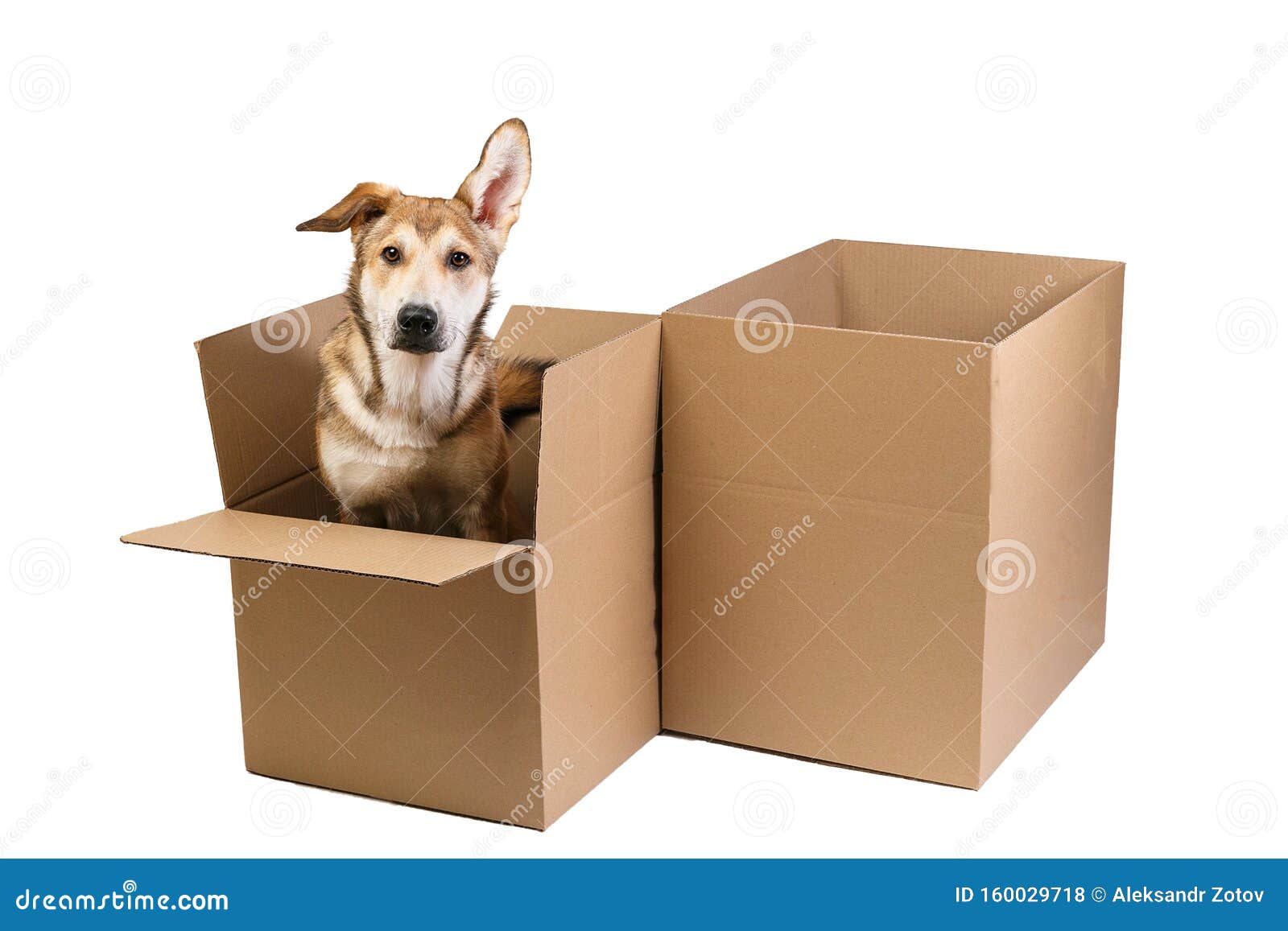 Cute Dog in a Very Big Moving Box. Isolated on White Stock Photo ...