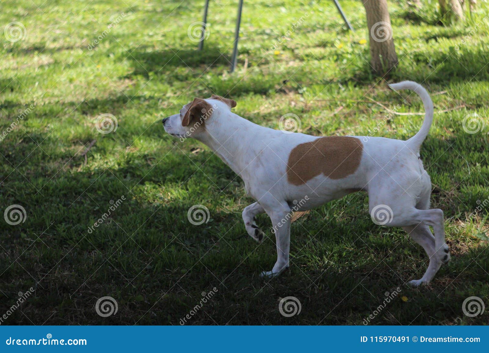 cutest jack russell mixes