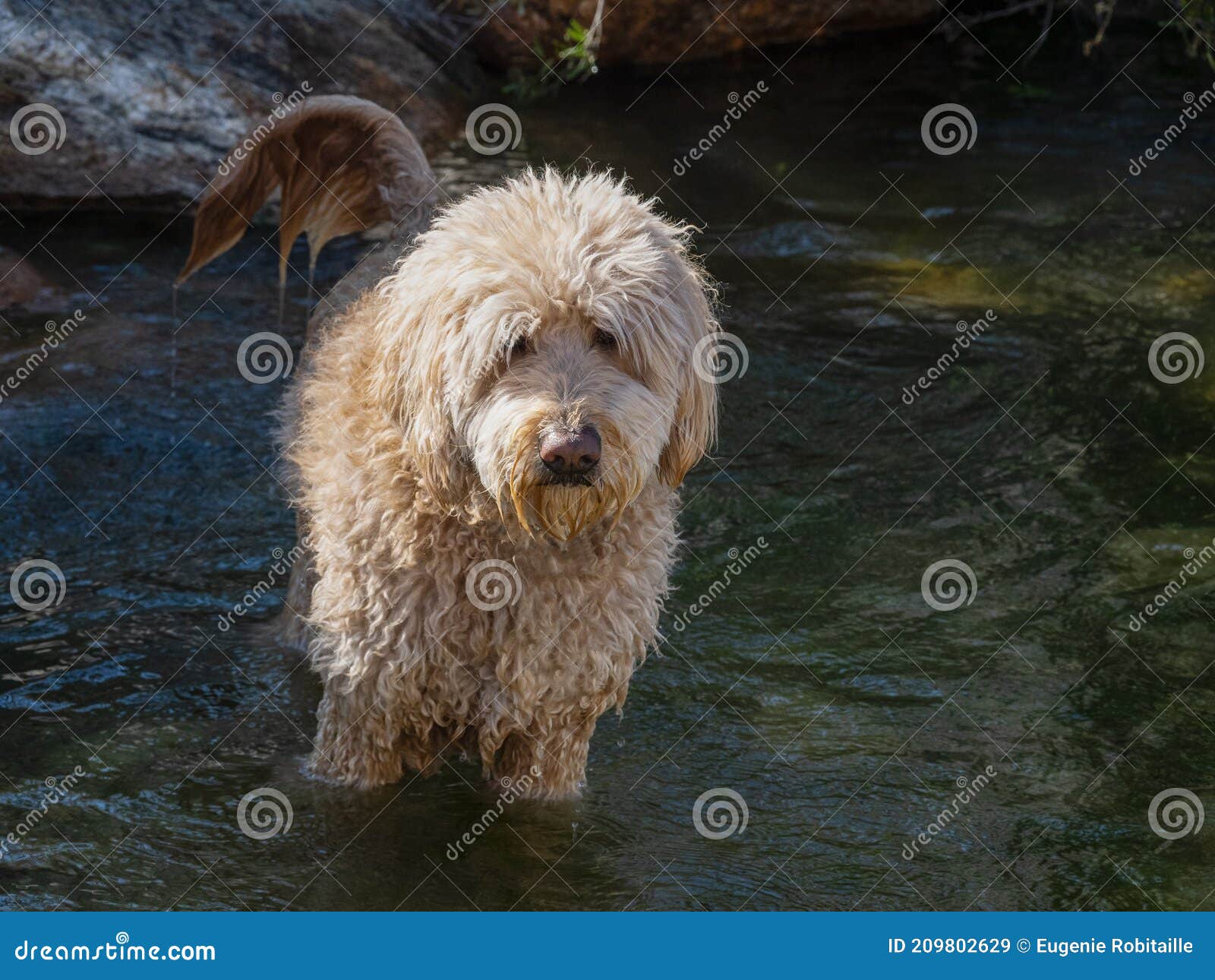 Cute dog in water stock image. Image of mammal, happy 209802629