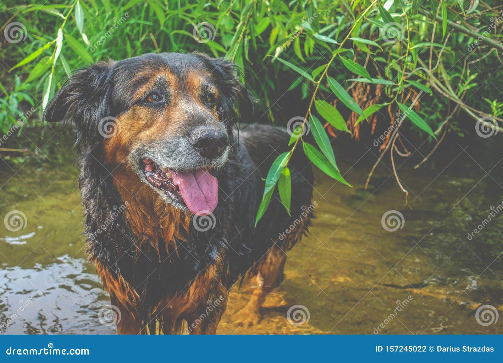 Cute dog in water stock photo. Image of standing, brown 157245022
