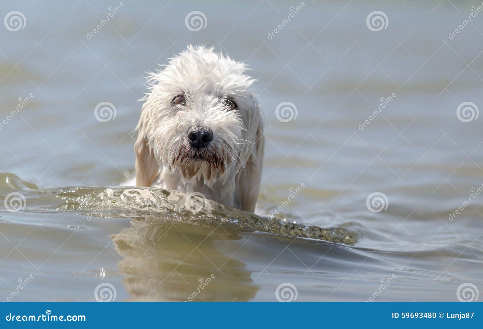 Cute dog in water stock photo. Image of breed, cuddly 59693480