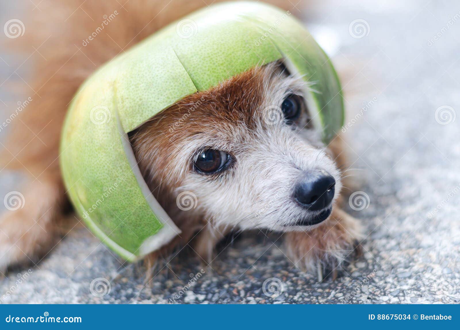 Cute Dog Wearing Pomelo Hat Stock Photo Image of haircut, natural