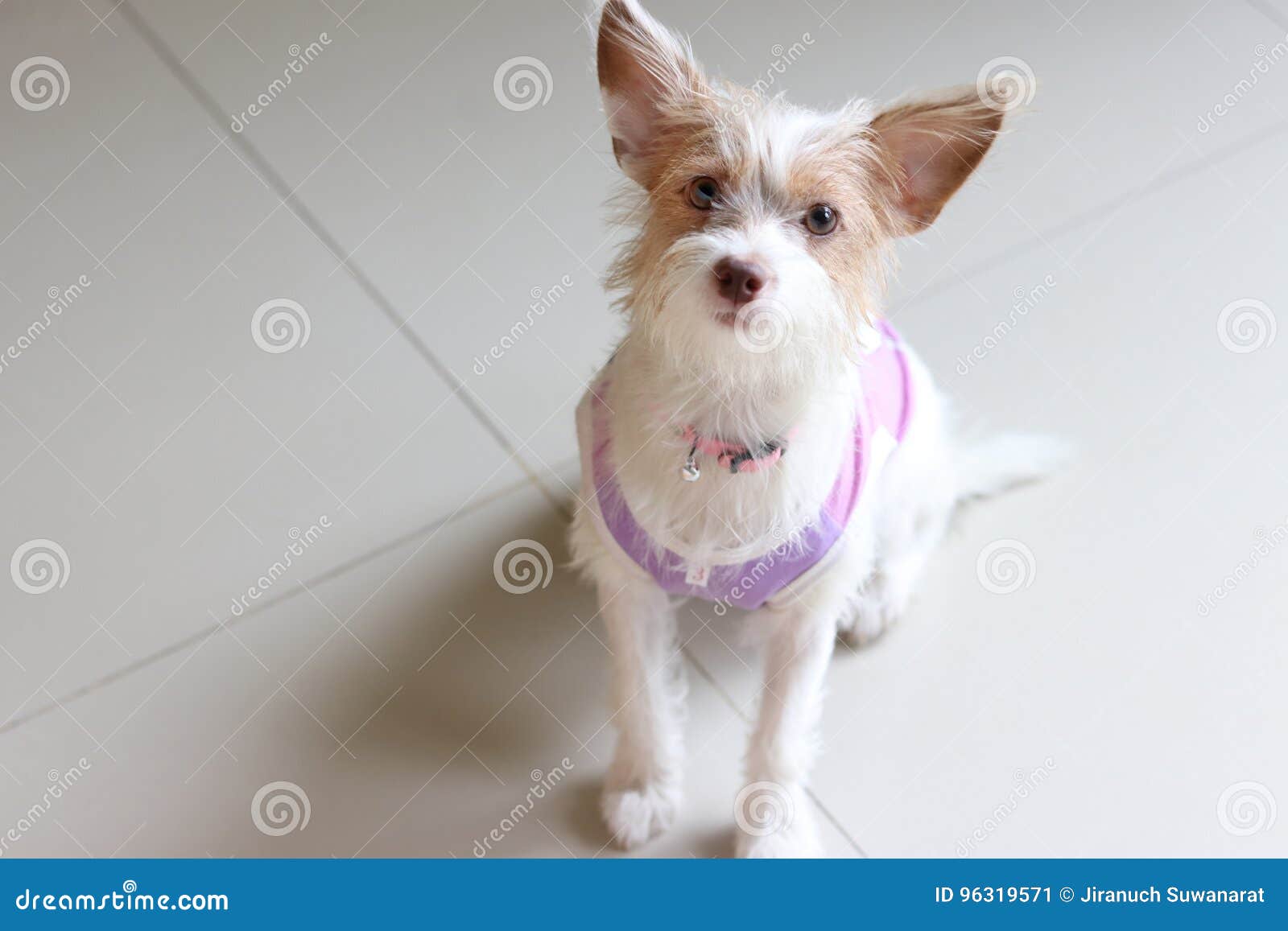 Cute dog wearing a shirt stock image. Image of feline 96319571