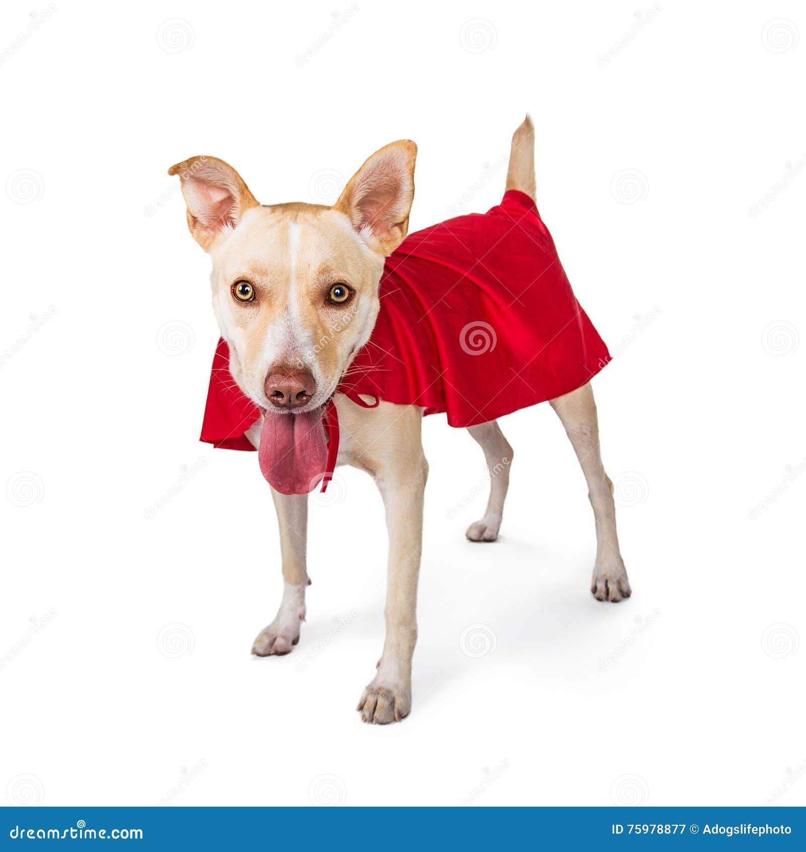 Cute Dog Wearing Superhero Cape Stock Image Image of dressed, mascot