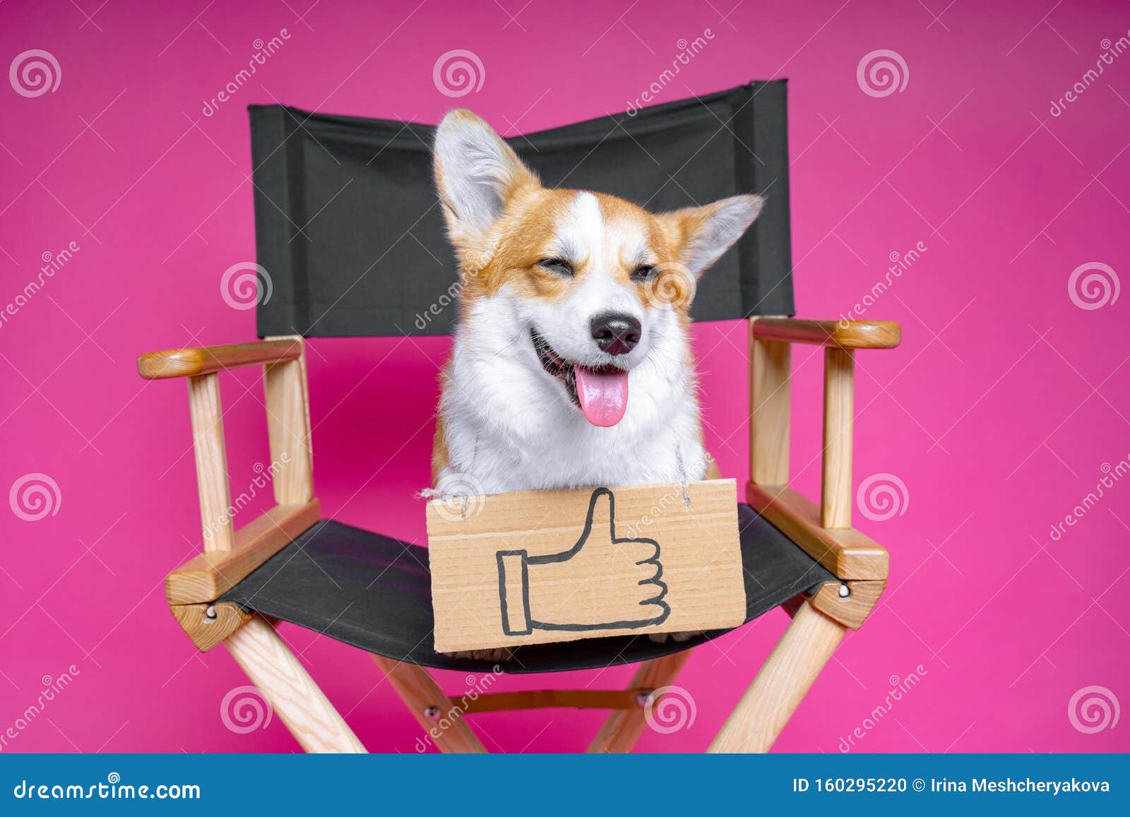 cute dog welsh pembroke corgi sits on a black directorÃ¢â¬â¢s armchair with a cardboard plate and like sign on a pink background