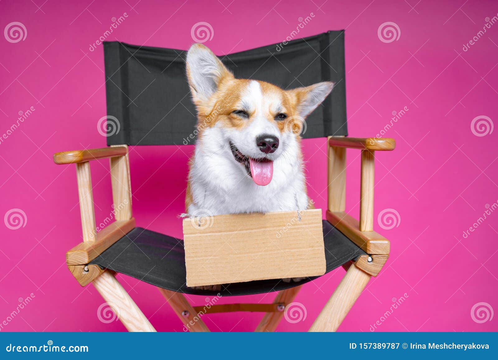 cute dog welsh pembroke corgi sits on a black directorÃ¢â¬â¢s armchair with a cardboard plate  on a pink background