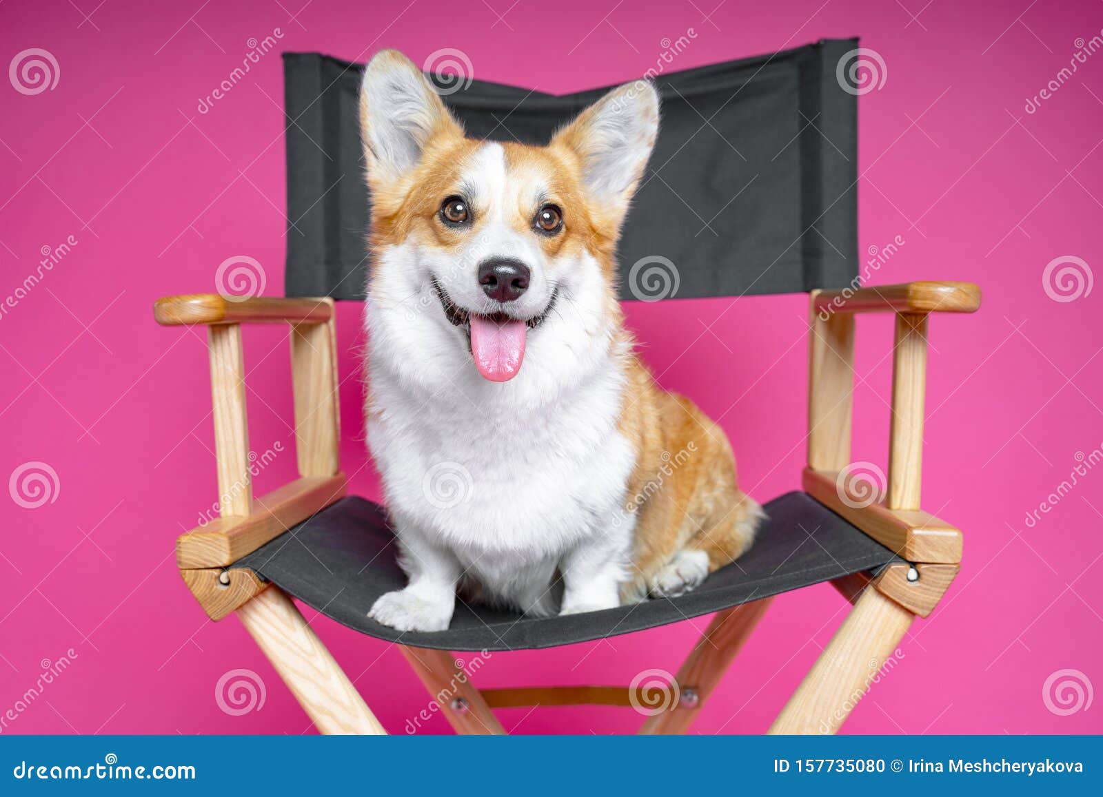 cute dog welsh pembroke corgi sits on a black directorÃ¢â¬â¢s armchair on a pink background