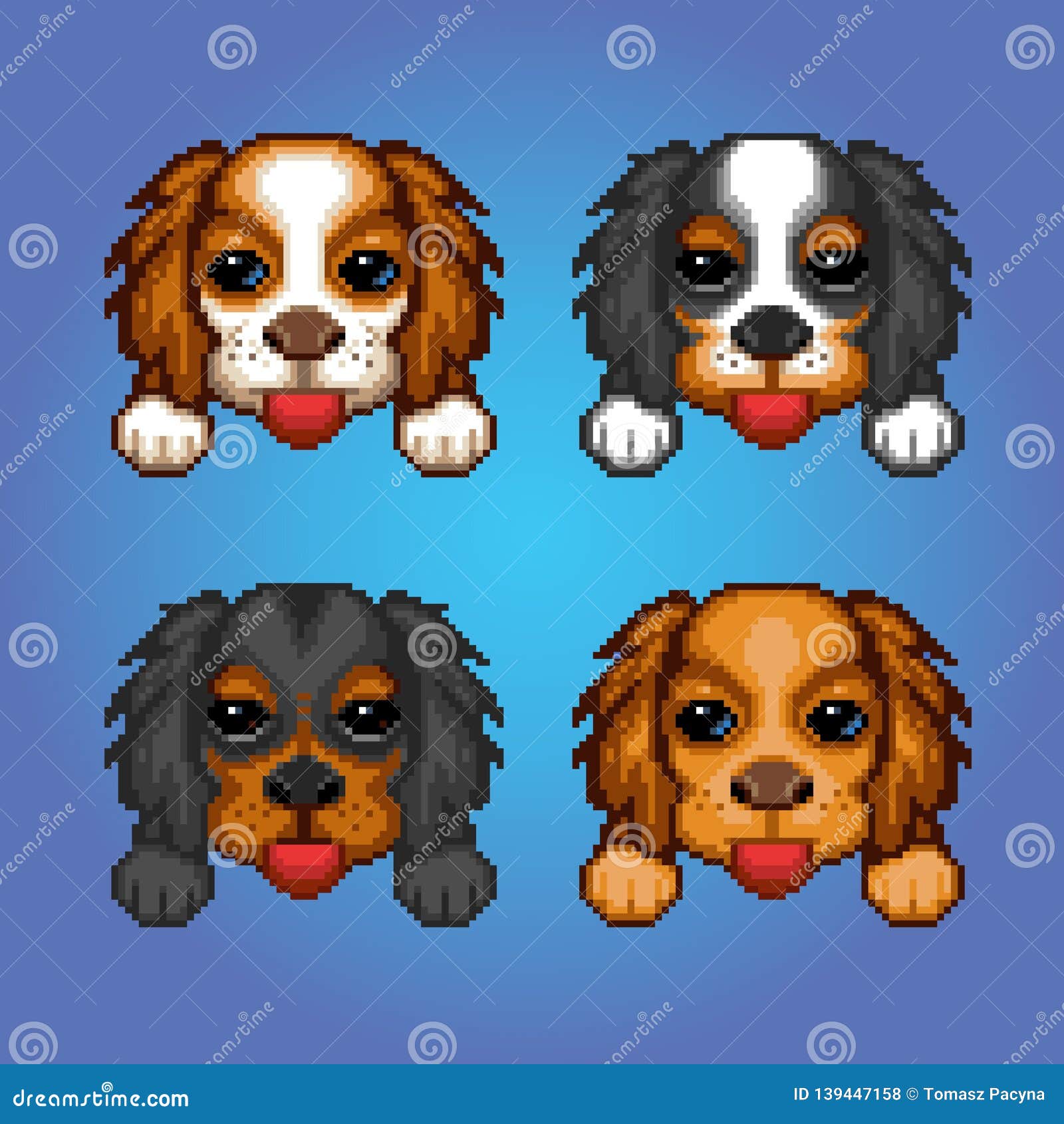 cavalier king charles spaniel cute dogs