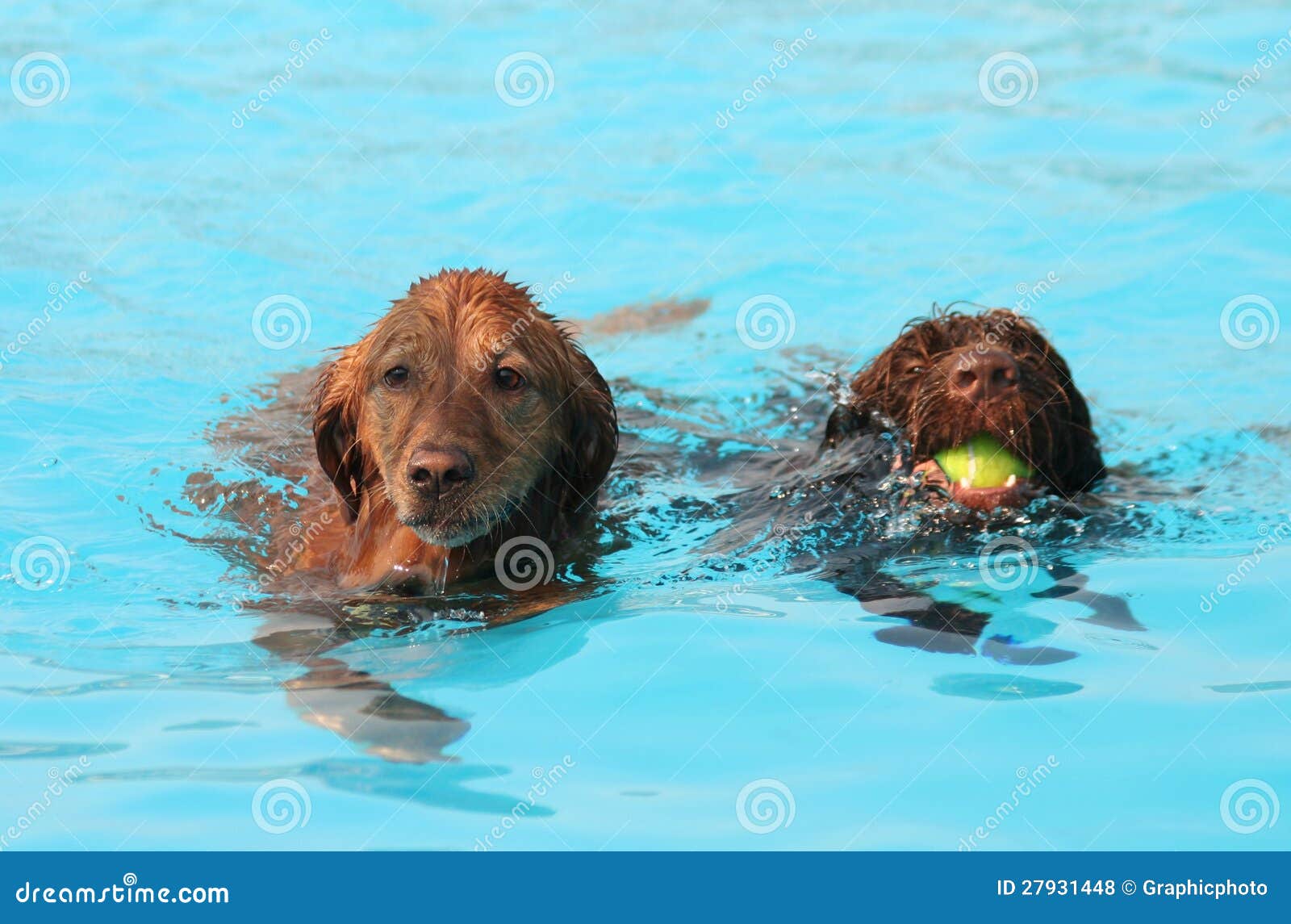 Cute dogs at a pool stock photo. Image of retriever, canine 27931448