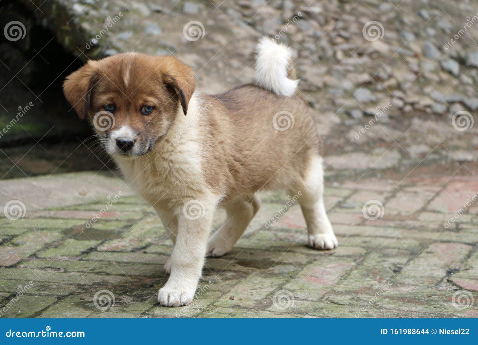 Cute Dogs puppy in Nepal stock photo. Image of background 161988644