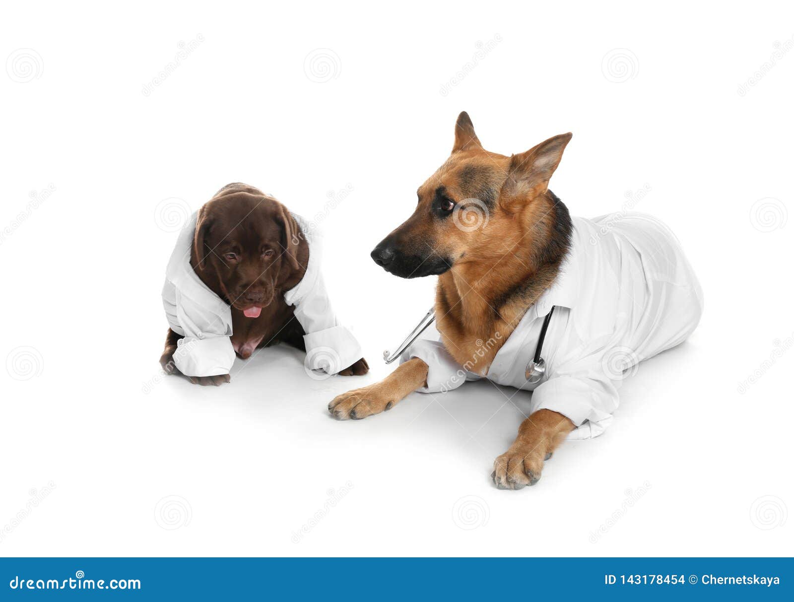 Cute Dogs in Uniforms As Veterinarian and His Assistant Stock Photo Image of clinic, exam