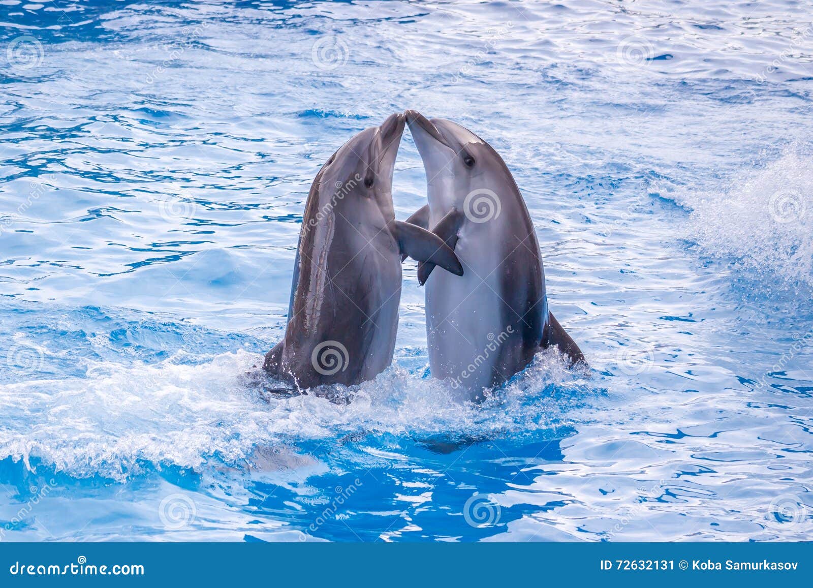 a cute dolphins during a speech at the dolphinarium, batumi, geo