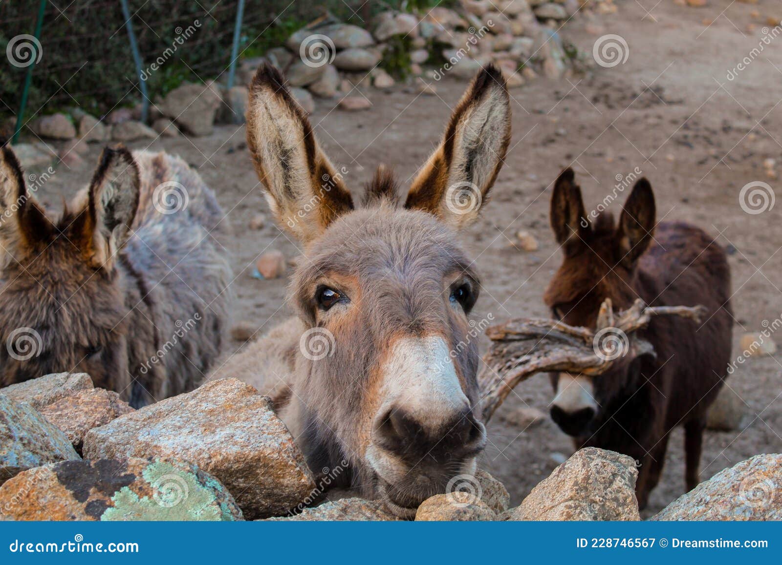 ☆RUT BRYK ポスター DONKEY IN THE LIONS SKIN elc.or.jp