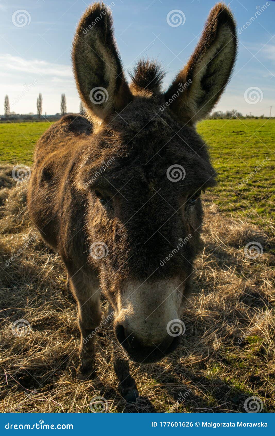 Cute Donkey On A Farm Curious Animal Comming And Looking Into A Camera