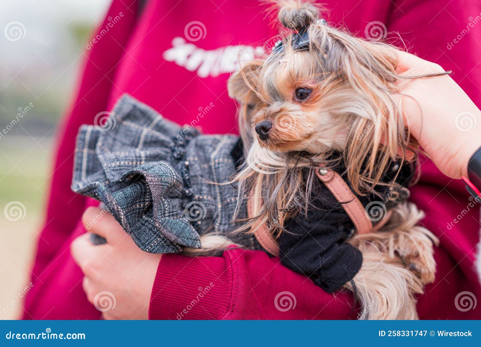Cute Dressed Up Yorkie in the the Hands of Owner Stock Image Image of