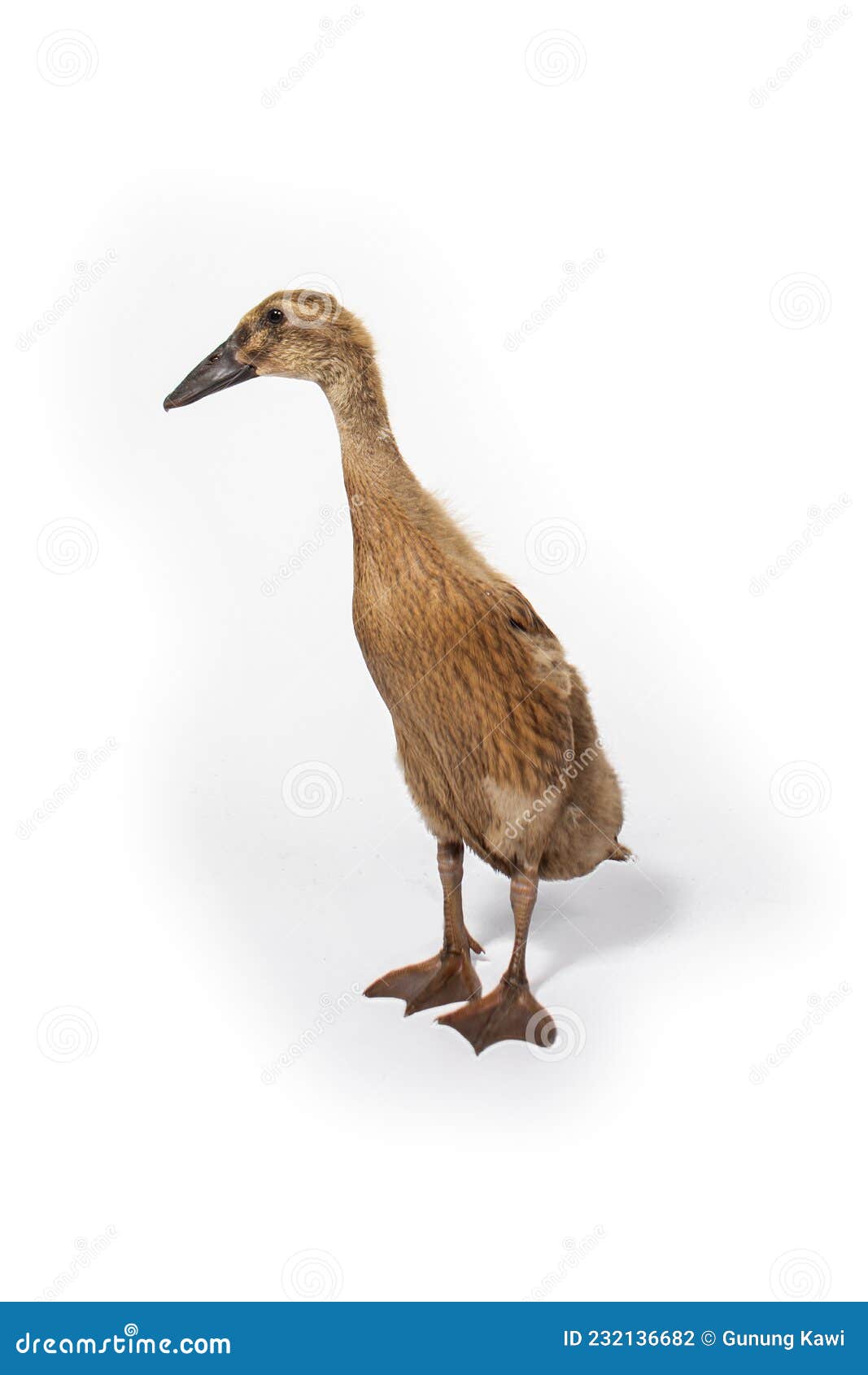 Cute duck white background stock photo. Image of birds - 232136682