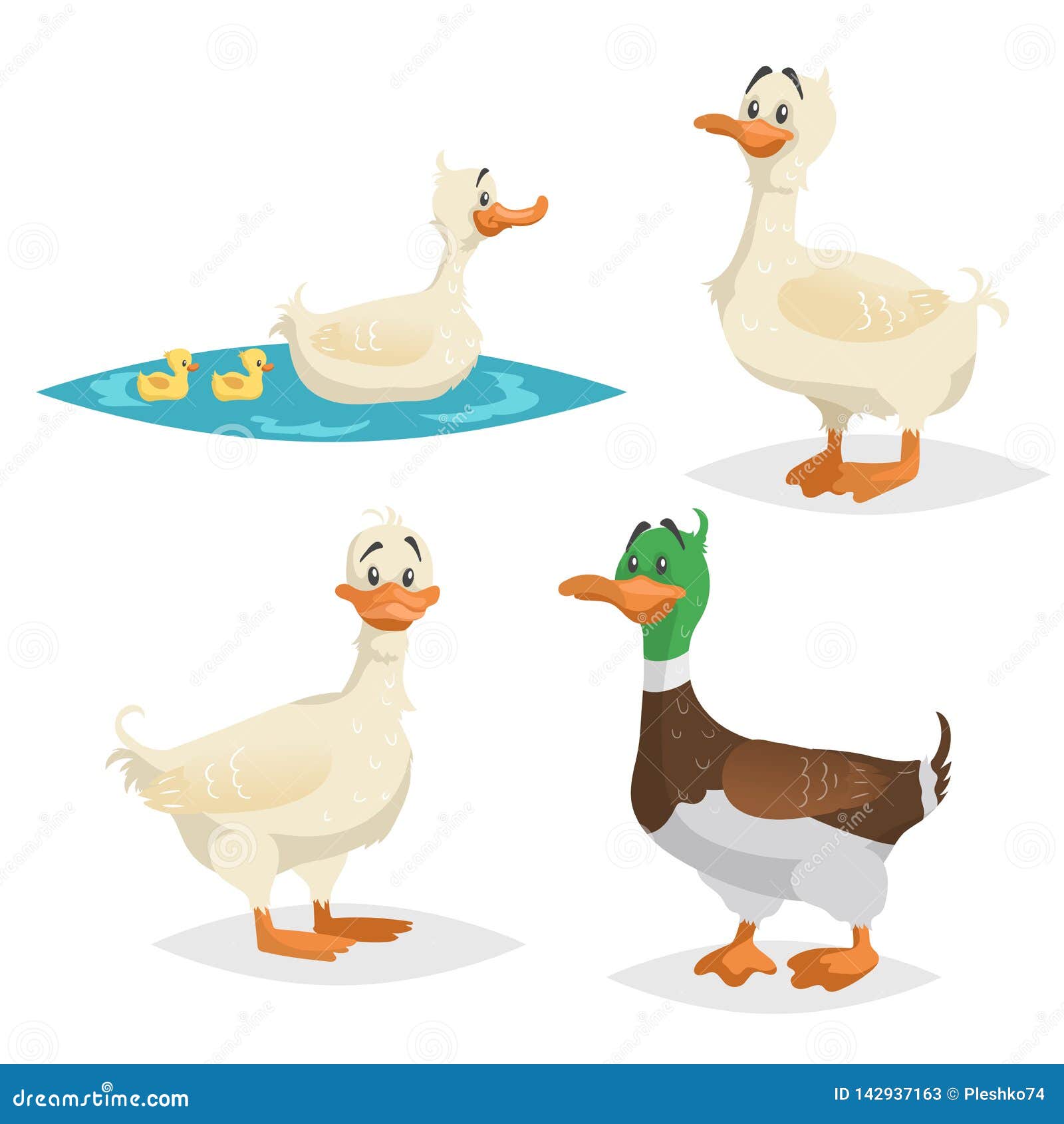 Hand drawn duck life cycle Royalty Free Vector Image