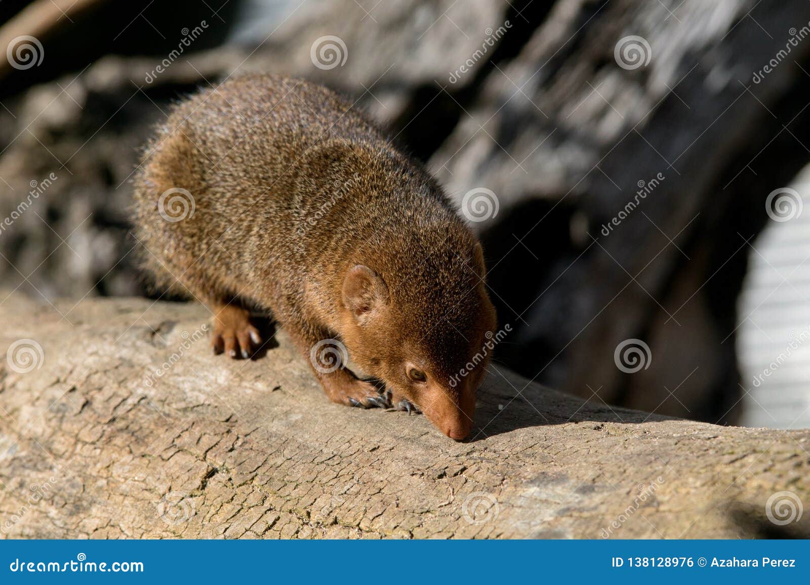 Download Cute Dwarf Mongoose In Africa Stock Photo - Image of ...