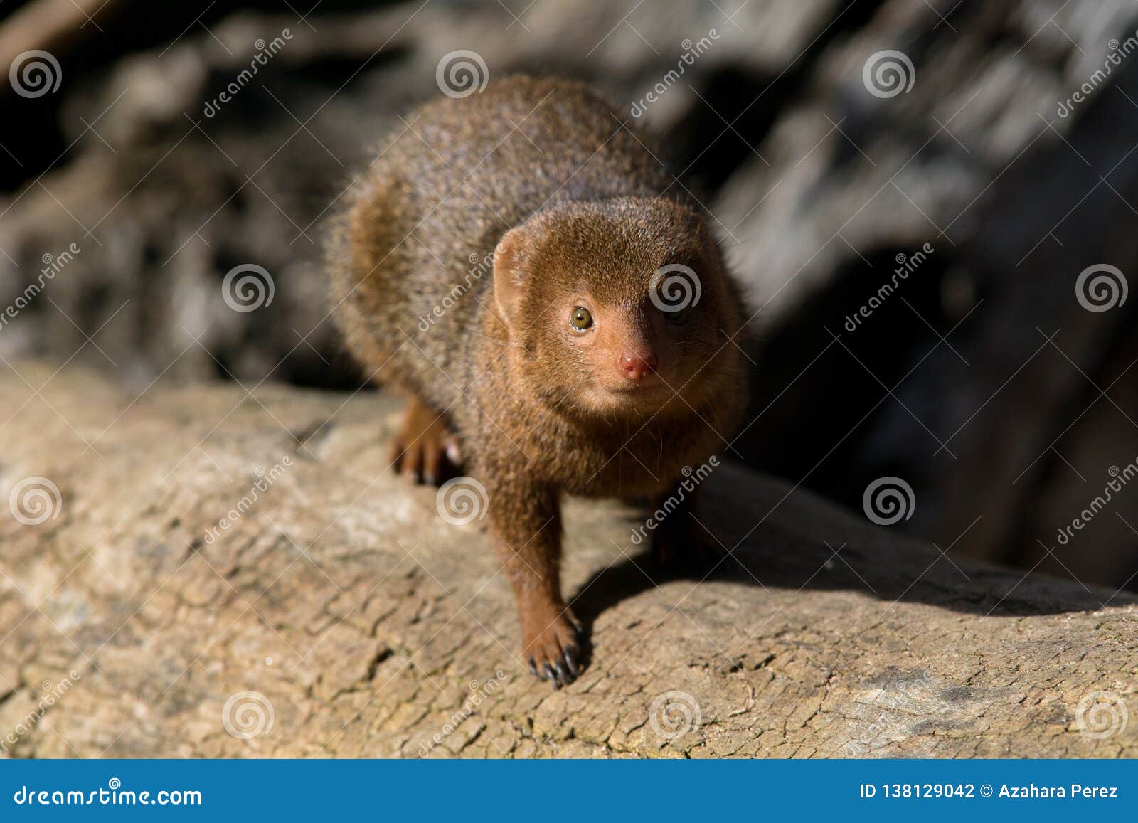 Download Cute Dwarf Mongoose In Africa Stock Photo - Image of ...