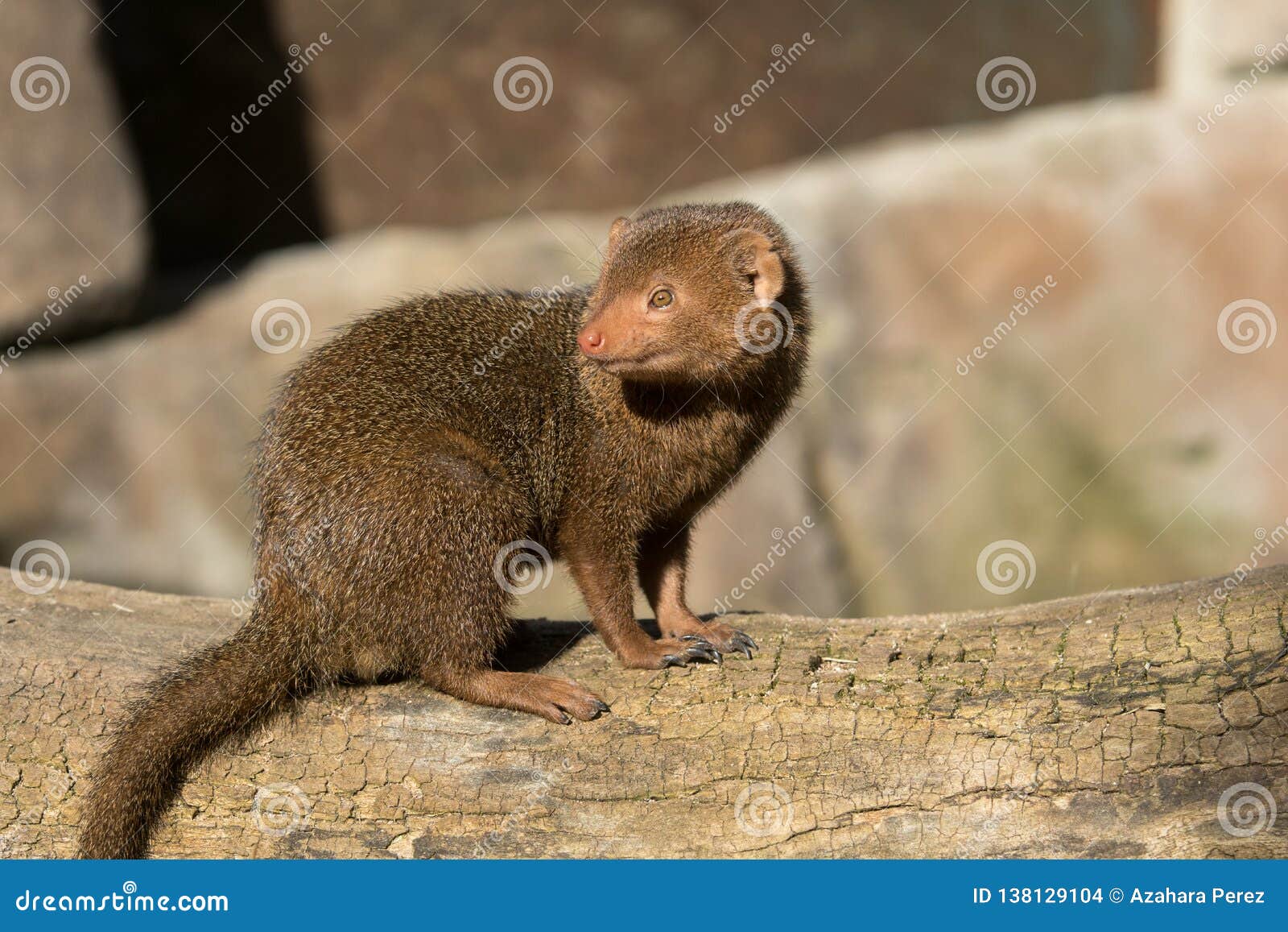 Download Cute Dwarf Mongoose In Africa Stock Photo - Image of ...