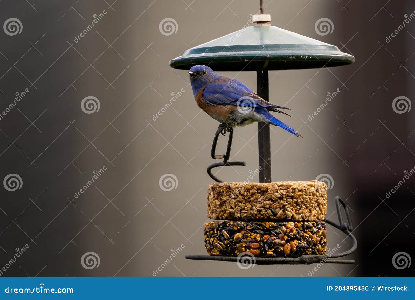 Cute Eastern Bluebird on a Bird Feeder Stock Photo Image of sialia