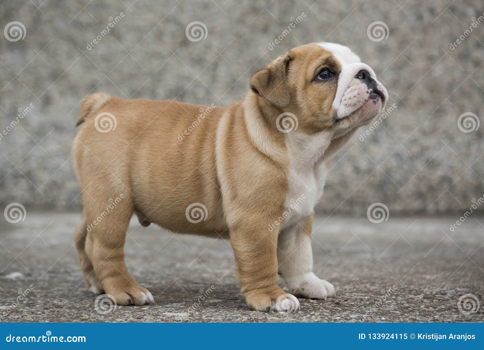Bulldog Puppies Cute