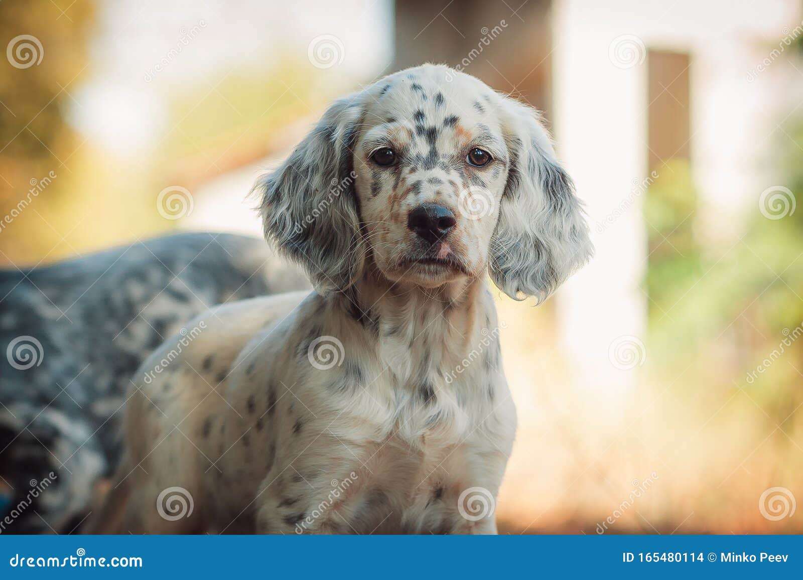 llewellin setter puppies