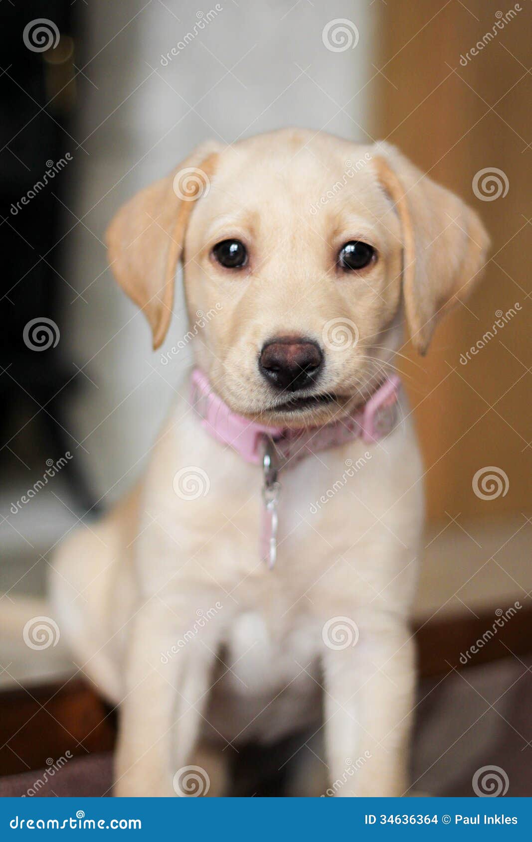 cute golden labrador puppies